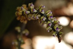 Xenikophyton smeeanum